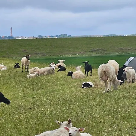 Herkommer Norddeich *